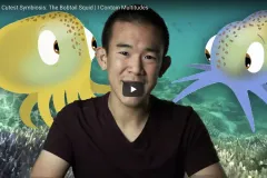 Thumbnail of expert on Bobtail Squids.