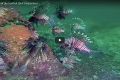 Lionfish having a swimmingly good time.