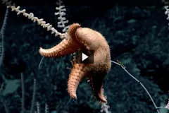 Mah says of the spiny goniasterid sea stars, "They're very efficient and we've seen them devour the polyps inside primnoids&nbsp;kind of the way I just had my cookie."&nbsp;