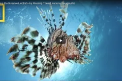 Lionfish silhouetted against the sun.