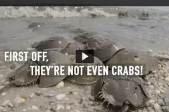 A congregation of Horseshoe Crabs.