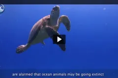 Thumbnail of turtle swimming to the surface.