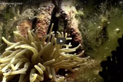 Welcome to the mangrove forest, where the daily rhythm of the tides sets the pace. These coastal wetlands create a sanctuary for an extraordinary range of creatures, three-fourths&nbsp;of all tropical fish are born here and countless reptiles and birds cal