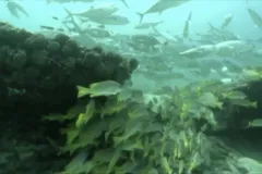 A screenshot from the video in the Cabo Pulmo protected area. 