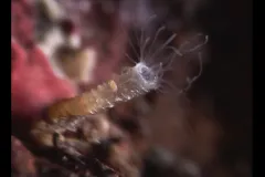 A screenshot from the video "A Jellyfish is Born" showing a jellyfish polyp. 