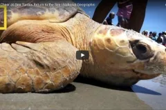 A screenshot from video showing a sea turtle on the sand. 