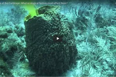 A screenshot from the video showing a giant barrel sponge. 