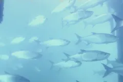 A screenshot from the video showing a school of swimming fish. 