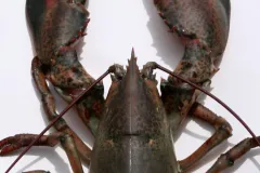 A screenshot from video of a lobster. 