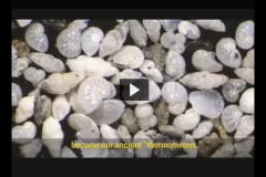 Screenshot from video showing tiny foraminifera. 