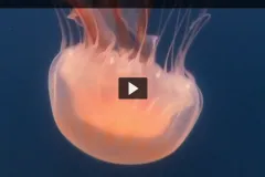 Screenshot from "Census of Marine Life" video showing an upside down pink-colored jellyfish. 
