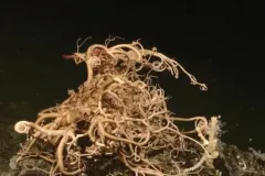 image of deep-sea sea star