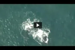 An aerial view of Phoenix the right whale at the surface of the ocean. 