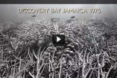 A screen shot from video "From Despair to Repair" showing a black and white image of a coral reef in 1975.
