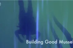 an upside down scuba diver