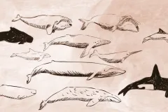 illustrations of whales