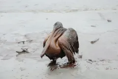 a pelican covered in oil