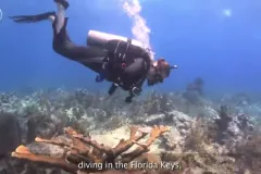 diver in a coral reef