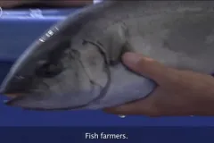 a close up of a fish