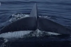 a whale tail fluke