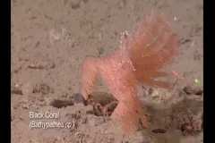 a pink coral