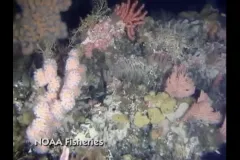 different kinds of deep sea corals