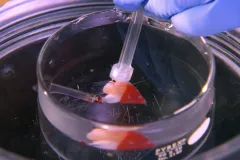 a heart in a petri dish