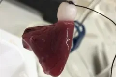 a fish heart is washed with solution in the lab