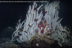 A screenshot from the video showing large white tubeworms with red tips on seafloor. 