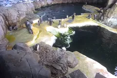 Penguins in an aquarium habitat. 