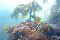 Giant kelp attached to the seafloor with fish swimming around. 