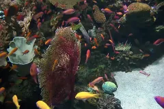 Colorful fish swimming in a coral tank. 