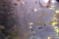 Tropical fish and a ray swim in an aquarium tank. 