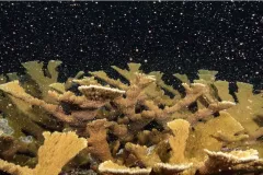 yellow colored coral spawning bubble like spawn in a dark ocean