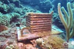 a stack of plates covered in algae on a reef
