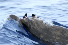 a beaked whale surfaces