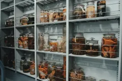 jars of specimens line shelves
