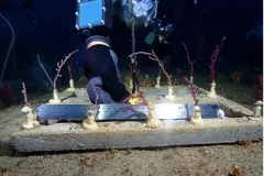 a scuba diver plants coral fragments on a quadrat