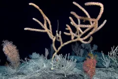 A variety of corals pictured underwater. 