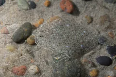 a flounder blends into the sandy seafloor
