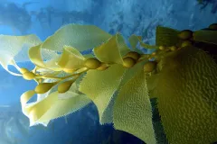 a frond of kelp underwater