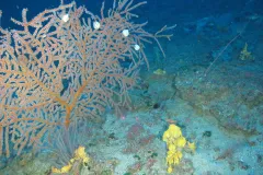 an orange coral at the bottom of the ocean