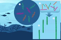 a diagram of using DNA in the ocean