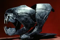 a grey, fossilized fish skeleton with a red background