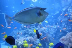 a trigger fish swims around a coral reef
