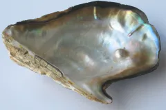 the interior of an oyster shell with a pearl