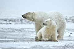 The&nbsp;Encyclopedia of Life brings us another installment of the podcast, One Species at a Time.&nbsp;In this podcast, host Ari Daniel Shapiro relates two close calls with polar bears. Listen as Heather Cray recalls how, dumped by a storm on a small Arct