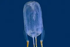 A transparent box jellyfish with a blue background. 