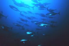 A school of Atlantic bluefin tuna swimming.