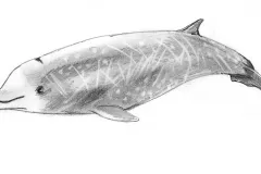 A black and white illustration of a Cuvier's beaked whale. 